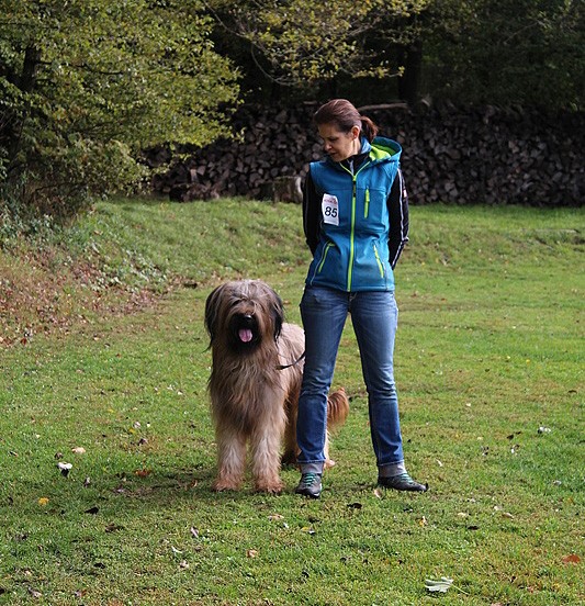 Deckrüde Lajos / © Briard's vom Hellbergblick