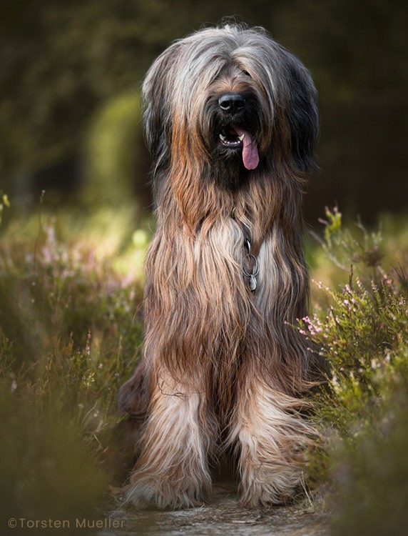 Deckrüde Lajos / © Briard's vom Hellbergblick