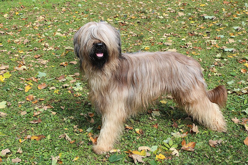 Deckrüde Lajos / © Briard's vom Hellbergblick