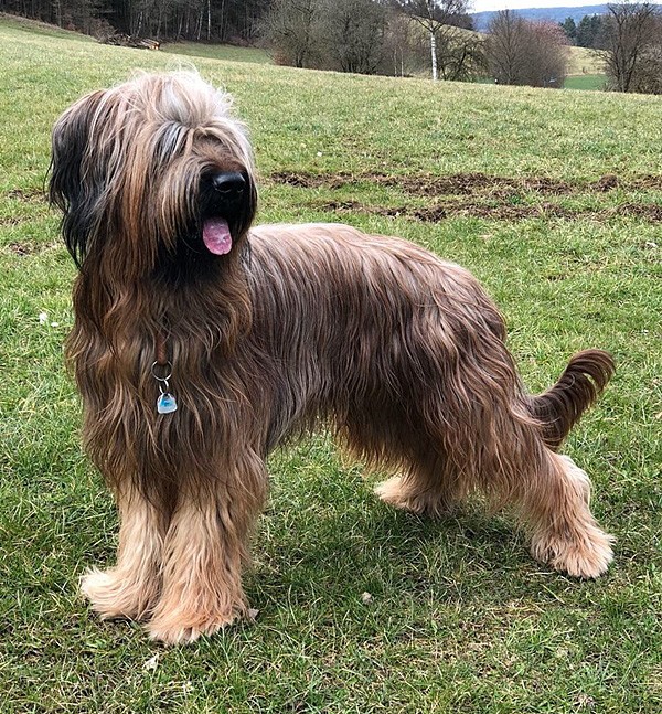 Deckrüde Lajos / © Briard's vom Hellbergblick