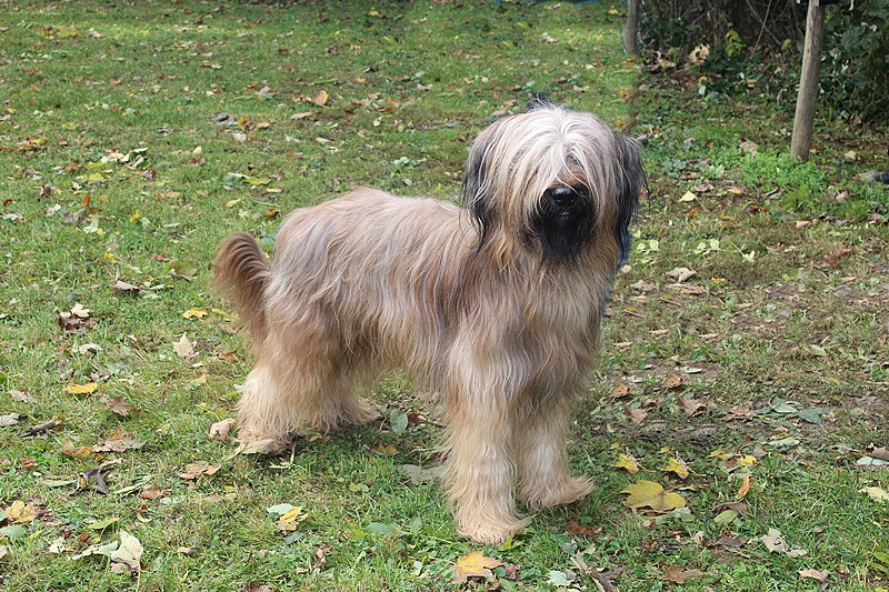 Deckrüde Lajos / © Briard's vom Hellbergblick